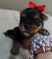 Peyton, a male Yorkshire Terrier for sale in Colcord, OK – 3 of 10