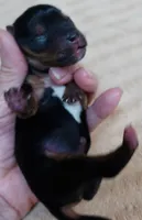 Ziggy 5 3/8 ounces, a male Yorkshire Terrier for sale in Colcord, OK – 2 of 10