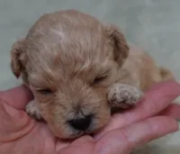 Echo, a male Maltipoo for sale in Colcord, OK – 8 of 10