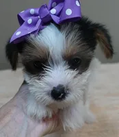 Panda , a female Yorkshire Terrier for sale in Colcord, OK – 6 of 10