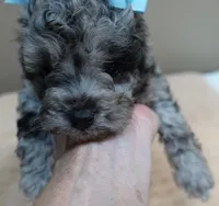 Merle Stanley 1 lb 12 ozs, a male Poodle - Toy  for sale in Colcord, OK – 8 of 10