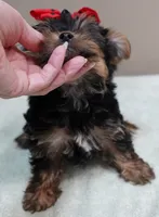 Moose, a male Yorkshire Terrier for sale in Colcord, OK – 5 of 10