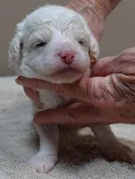Effie, a female Poodle - Toy  for sale in Colcord, OK – 8 of 9