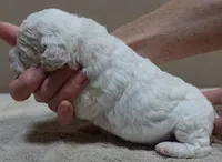 Effie, a female Poodle - Toy  for sale in Colcord, OK – 3 of 9