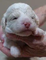 Effie, a female Poodle - Toy  for sale in Colcord, OK – 5 of 9