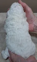 Effie, a female Poodle - Toy  for sale in Colcord, OK – 9 of 9