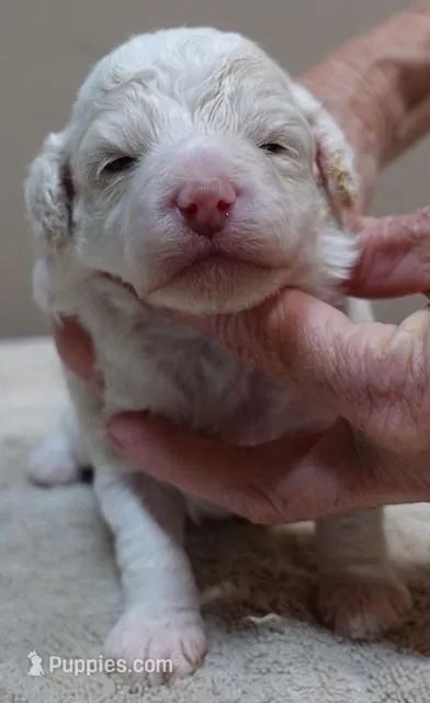 Effie – Poodle - Toy  puppy for sale in Colcord, OK