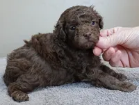 Versace, a female Poodle - Toy  for sale in Colcord, OK – Photo 6 of 10