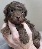Versace, a female Poodle - Toy  for sale in Colcord, OK – Photo 9 of 10