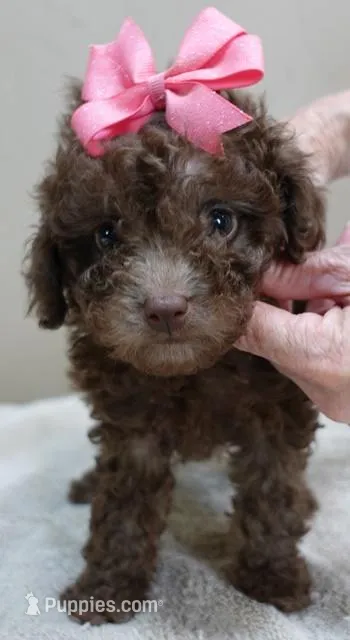 Versace – Poodle - Toy  puppy for sale in Colcord, OK