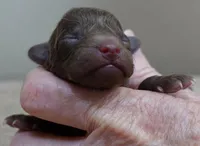 Versace, a female Poodle - Toy  for sale in Colcord, OK – Photo 1 of 7