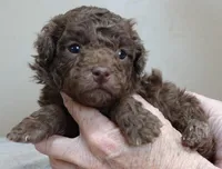 Versace, a female Poodle - Toy  for sale in Colcord, OK – Photo 1 of 10