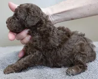 Versace, a female Poodle - Toy  for sale in Colcord, OK – Photo 5 of 10