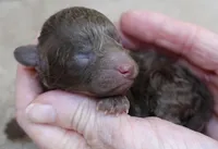 Versace, a female Poodle - Toy  for sale in Colcord, OK – Photo 5 of 7