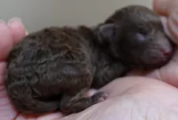 Versace, a female Poodle - Toy  for sale in Colcord, OK – Photo 3 of 7