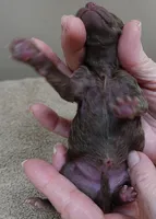 Versace, a female Poodle - Toy  for sale in Colcord, OK – Photo 4 of 7