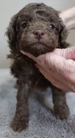 Versace, a female Poodle - Toy  for sale in Colcord, OK – Photo 3 of 10