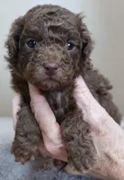 Versace, a female Poodle - Toy  for sale in Colcord, OK – Photo 7 of 10
