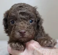 Versace, a female Poodle - Toy  for sale in Colcord, OK – Photo 8 of 10