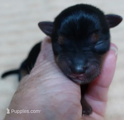 Ziggy 5 3/8 ounces – Yorkshire Terrier puppy for sale in Colcord, OK