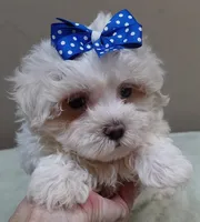 Bogie, a male Maltese for sale in Colcord, OK – 3 of 10