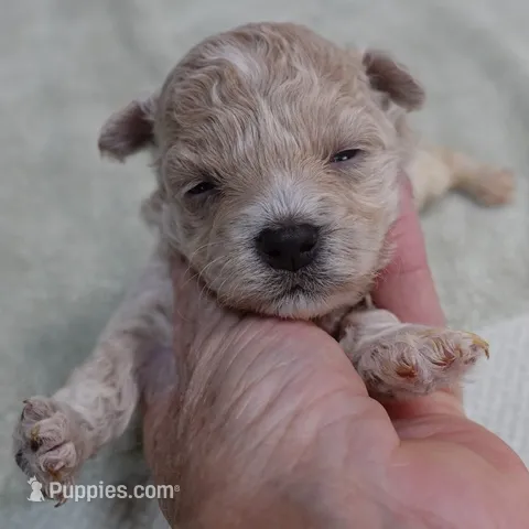Clover 13 ounces – Maltipoo puppy for sale in Colcord, OK