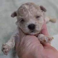 Clover 13 ounces, a female Maltipoo for sale in Colcord, OK – 1 of 10