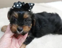 Peyton, a male Yorkshire Terrier for sale in Colcord, OK – 8 of 10