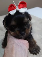 Moose, a male Yorkshire Terrier for sale in Colcord, OK – 9 of 10