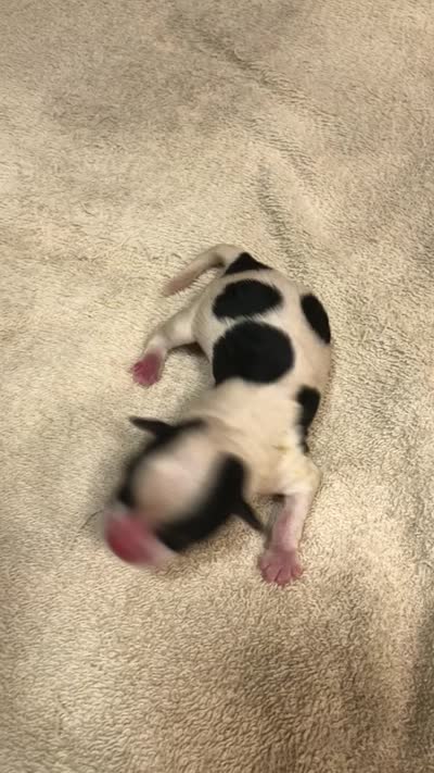Lexiea, a female Yorkshire Terrier for sale in Colcord, OK – 8 of 8