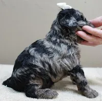 Milo blue merle, a male Poodle - Toy  for sale in Colcord, OK – 8 of 10