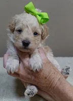 Teddy apricot, a male Poodle - Toy  for sale in Colcord, OK – 4 of 10