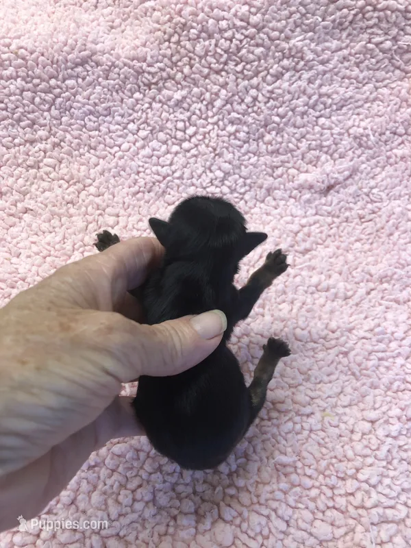 Tiny Daisy – Yorkshire Terrier puppy for sale in Colcord, OK