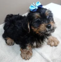 needs home 1, a male Yorkshire Terrier for sale in Colcord, OK – 2 of 10