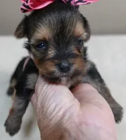 Tiny Daisy 14 ounces, a female Yorkshire Terrier for sale in Colcord, OK – 4 of 10