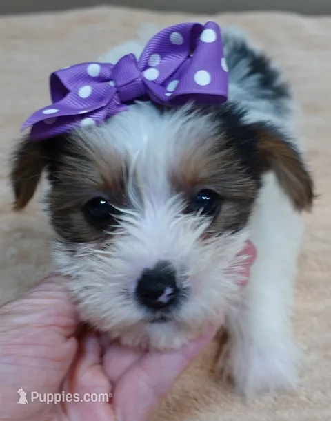 Panda  – Yorkshire Terrier puppy for sale in Colcord, OK