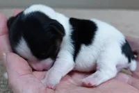 Leo, a male Yorkshire Terrier for sale in Colcord, OK – Photo 2 of 6