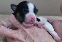 Leo, a male Yorkshire Terrier for sale in Colcord, OK – Photo 1 of 6