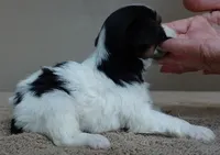 Leo 14 ozs, a male Yorkshire Terrier for sale in Colcord, OK – Photo 4 of 10