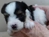 Leo 14 ozs, a male Yorkshire Terrier for sale in Colcord, OK – Photo 9 of 10