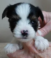 Leo 14 ozs, a male Yorkshire Terrier for sale in Colcord, OK – Photo 2 of 10