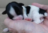 Leo, a male Yorkshire Terrier for sale in Colcord, OK – Photo 5 of 6