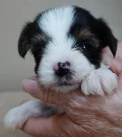 Leo 14 ozs, a male Yorkshire Terrier for sale in Colcord, OK – Photo 1 of 10