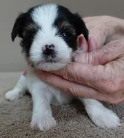 Leo 14 ozs, a male Yorkshire Terrier for sale in Colcord, OK – Photo 5 of 10