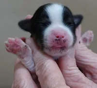 Leo, a male Yorkshire Terrier for sale in Colcord, OK – Photo 3 of 6