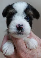 Leo 14 ozs, a male Yorkshire Terrier for sale in Colcord, OK – Photo 6 of 10