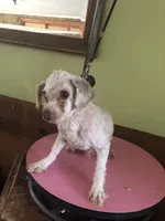 Gudmund, a male Poodle - Toy  for sale in Colcord, OK – Photo 7 of 8