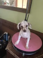 Gudmund, a male Poodle - Toy  for sale in Colcord, OK – Photo 1 of 8