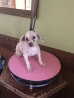 Gudmund, a male Poodle - Toy  for sale in Colcord, OK – Photo 2 of 8