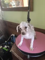 Gudmund, a male Poodle - Toy  for sale in Colcord, OK – Photo 4 of 8